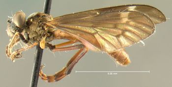 Media type: image;   Entomology 25745 Aspect: habitus lateral view
